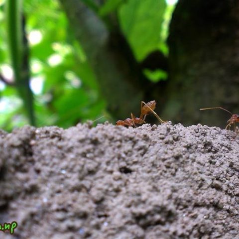 532954_907381472613878_2683631632270975554_n