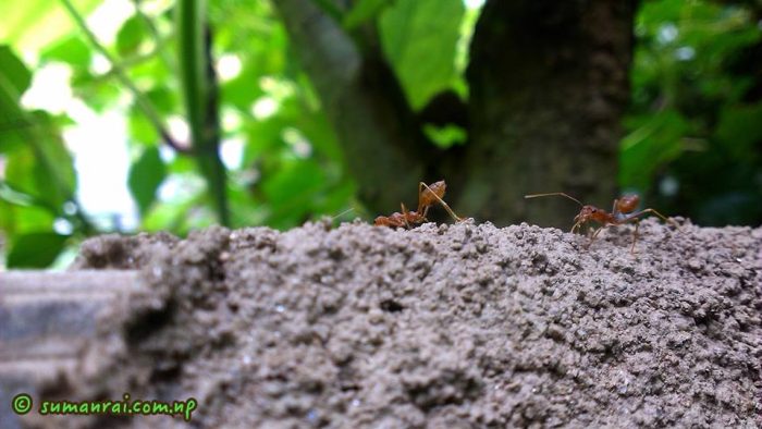 532954_907381472613878_2683631632270975554_n