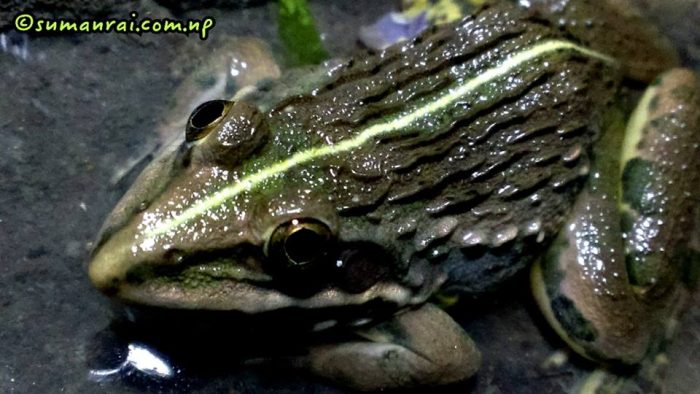 10603731_838489316169761_5223488279917346895_n