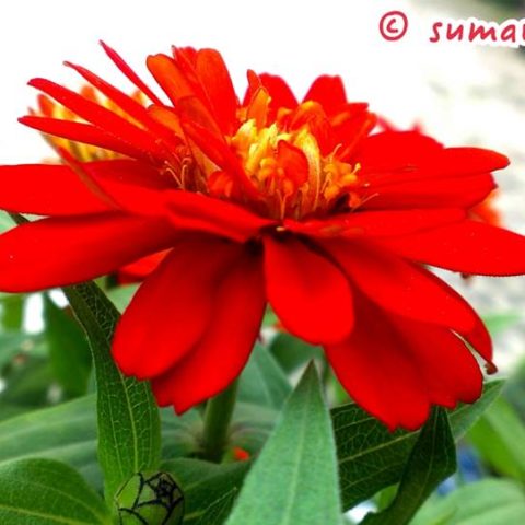 10562926_830189713666388_8385137205650566369_n