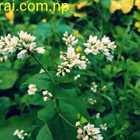 1234833_639590089393019_178034567_n