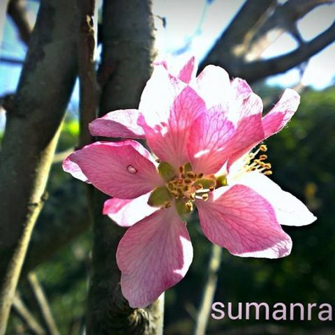 1513719_699441830074511_1697754821_n