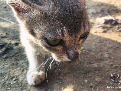 Billy Cat, Chichila, Sankhuwasabha Nepal