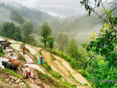 Farming in LAchyang, Nuwakot Nepal