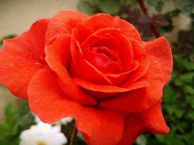 Rose, Whitehouse Lalitpur